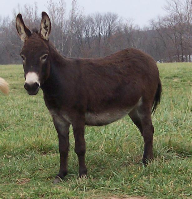 Brown ass outdoors.