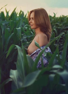 Cornfields