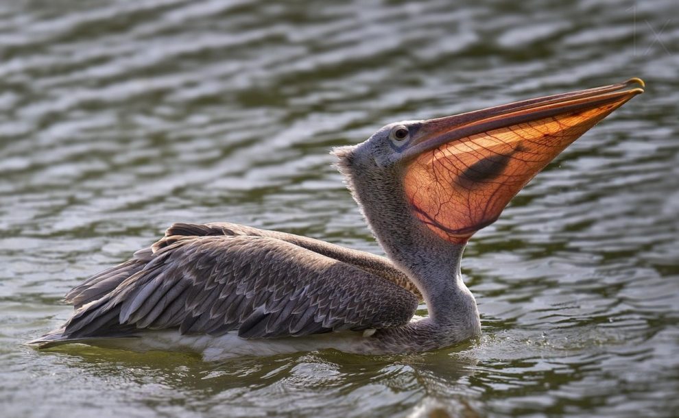 This Pelican.