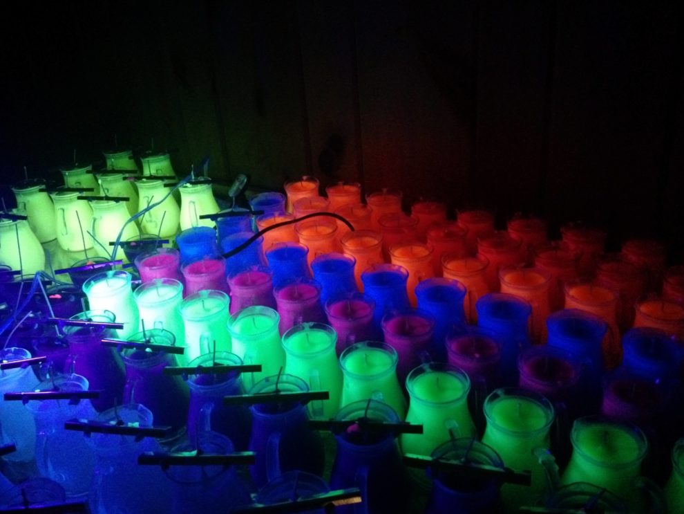 Mostly completed UV candles under indirect black light.